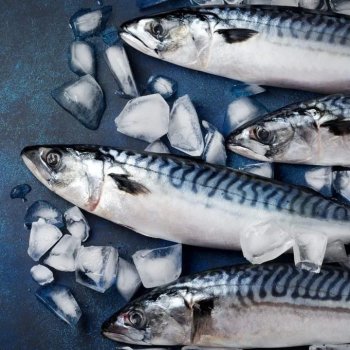 СКУМБРИЯ АТЛАНТИЧЕСКАЯ СВЕЖЕМОРОЖЕНАЯ НЕПОТРОШЁНАЯ С ГОЛОВОЙ 600+